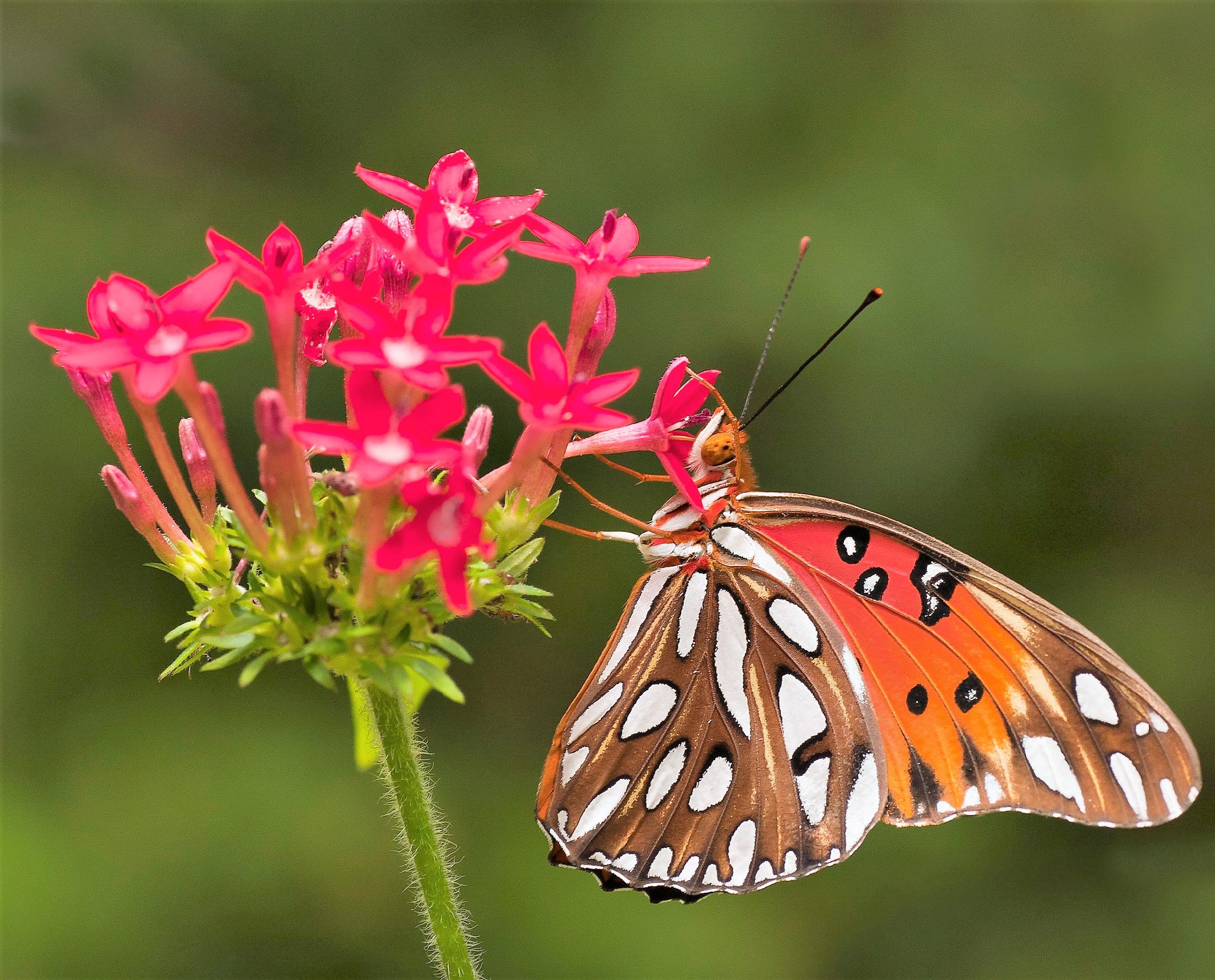 gratitude-the-most-beautiful-flower-in-any-garden